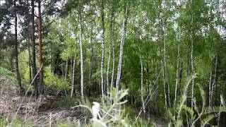 Silver birch/brzoza brodawkowata-drzewo o oryginalnej korze/a tree with an original bark[ENG SUB]