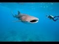 Best Scuba Diving Holiday Locations: Scuba Dive in the Maldives!!!