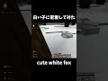 【minecraft】かわいい白い子に密着してみた　cute white fox　 shorts