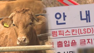 [핫클릭] 평택 이어 강원 양양 한우 농장서도 럼피스킨 발생 外 / 연합뉴스TV (YonhapnewsTV)