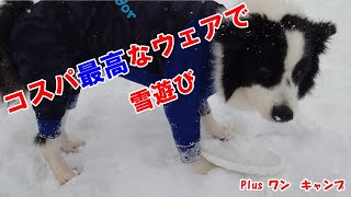 寒波到来という事で雪遊びに【ボーダーコリー】【bordercollie】