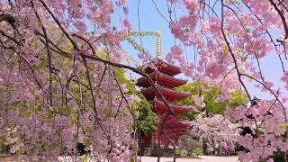 絶景九州 2023年3月放送「桜の絶景」