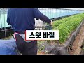 막걸리트랩만들기 막걸리트랩레시피