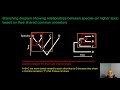 how to analyze cladograms u0026 phylogenetic trees