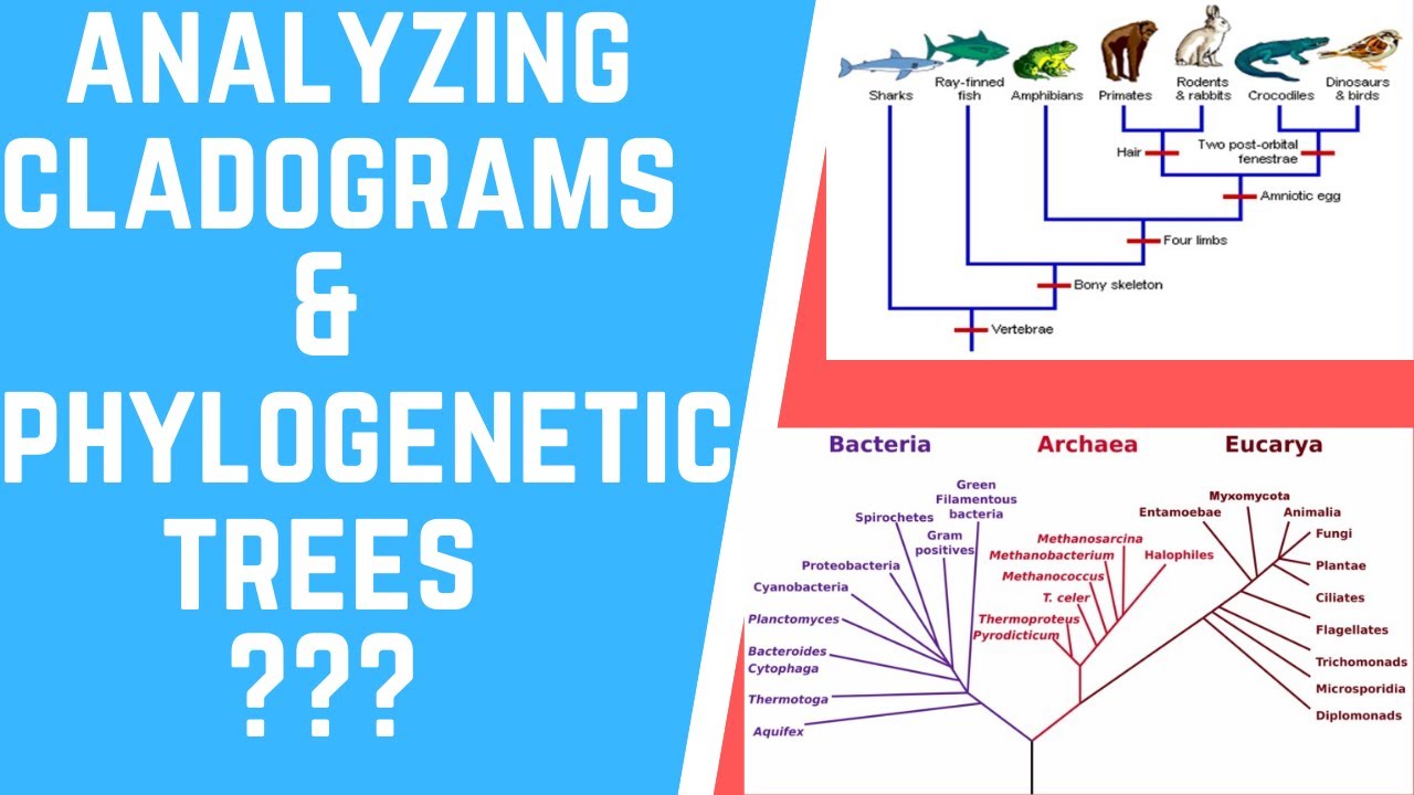 How To Analyze Cladograms & Phylogenetic Trees? - YouTube