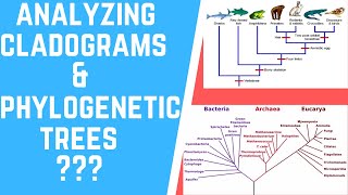 How to Analyze Cladograms & Phylogenetic Trees?