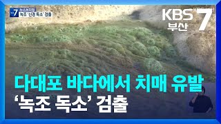 다대포 바다에서 치매 유발 ‘녹조 독소’ 검출 / KBS  2022.08.25.