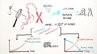 Genetics Of Aging - iBiology & Youreka Science