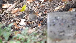 権現山バードサンクチュアリの雪とシロハラ（雄）その１（4K60P動画）