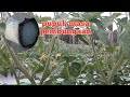 part 16) 35 Hst pemupukan tomat masa pembungaan