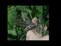 easy to raise or starter moths the tobacco hornworm