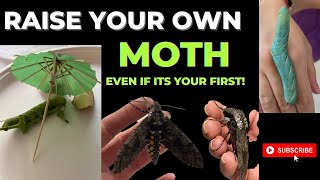 Easy to raise or starter Moths- The Tobacco Hornworm