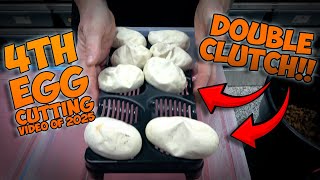 DOUBLE EGG CUTTING! #ballpython #scrambler #piebald