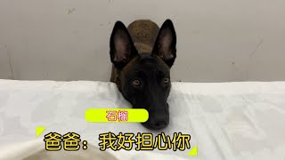 第302集/马犬石榴和芒果太聪明了，我生病了它一直守在门口，还一直看着我#艾倫 #流浪狗 #狗狗 #dog