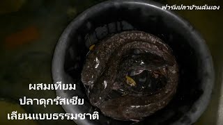 [EP.54] ผสมเทียมปลาดุกรัสเซียเลียนแบบธรรมชาติ