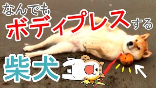 柴犬が『気になる物』をなんでもボディプレスで潰していく