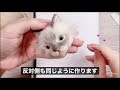 羊毛フェルト【長毛種の植毛】初心ｻﾝも一緒にリアル猫 作り🐱