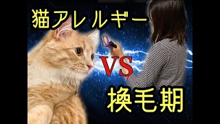 子猫の換毛期にファーミネーターでブラッシングしてみた