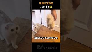 親友の安否を心配する猫