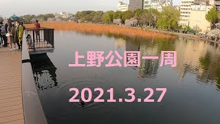 上野恩賜公園 園内一周 2021.3.27【右側通行】