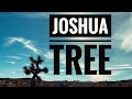 Joshua Tree December 2020 (Willow Hole Trail & Lucky Boy Loop Trail)