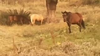 Հայկական ձիերը, Армянские лошады, Armenian horse