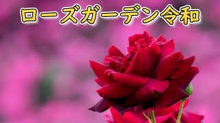 ローズガーデン令和｜Rose Garden｜ばら園｜埼玉県｜美里町｜薔薇｜ばら