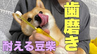 苦手な歯磨きを必死に耐える豆柴がかわいい【柴犬】With subtitles