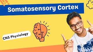 Somatosensory Cortex - CNS physiology