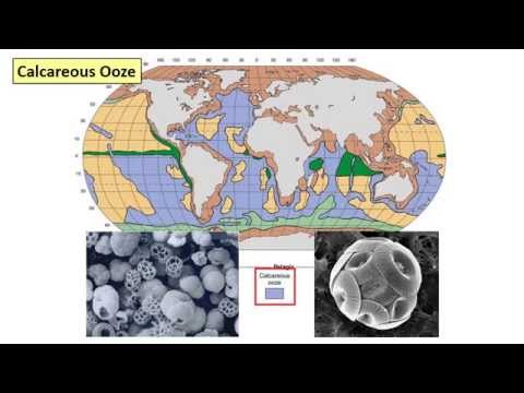 What type of sediment is Radiolarian ooze?