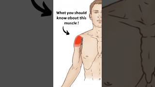 Coracobrachialis Muscle and it's Importance in Shoulder Pain.