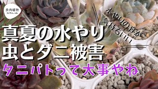 【多肉植物#126】真夏の水やり風景🚿ダニ、虫被害も発見🧟‍♀️