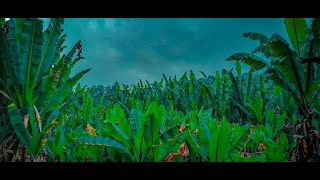 እንሰት በዳውሮ ቶጫ /Enset /Ensete ventricosum/A wild African banana/Dawro Zone Tocha Woreda)