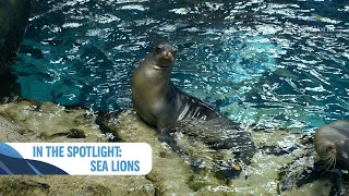 Sea Lions: In The Spotlight | SeaWorld Yas Island, Abu Dhabi