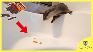 第３回【風呂嫌いカワウソのビンゴ】大好物ジャーキーで誘導作戦｜Encouraging otter Bingo to get into bathtub with his favourite jerky