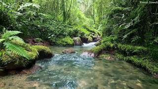 Calming mountain stream sound, peaceful birds chirping in the Amazon forest, bes