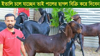 ইতালি চলে যাচ্ছেন তাই পালের ছাগল বিক্রি করে দিবেন goat farm