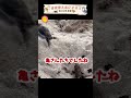 砂浜から何かが続々出てきている！！ おもしろ動物動画 かわいい動物動画 ウミガメ かわいい ショートアニマル動画 可愛い