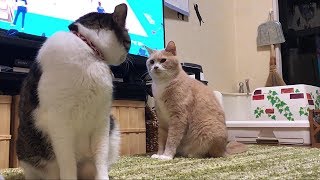 お母ちゃんの父が85歳で逝きました【猫日記こむぎ＆だいず】2018 10 15