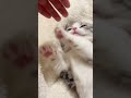 so cute 🥰 cats cuteanimals catshorts kitten cutecats catvideos catlover