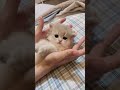 so cute 🥰 cats cuteanimals catshorts kitten cutecats catvideos catlover