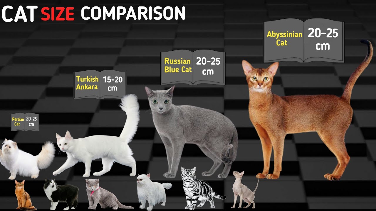 Cat Size Comparison Chart At Scarlett Pratt Blog