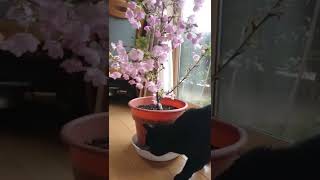 桜鉢植えの中の記憶を探す黒猫 #shorts