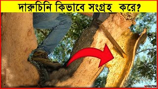 দারুচিনি কিভাবে সংগ্রহ করা হয় | How Cinnamon Is Made | How It's Made