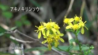 動く野草図鑑70・アキノキリンソウ.m2ts