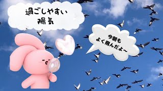 過ごしやすい陽気での舎外となり、鳩たちもよく飛んでくれました