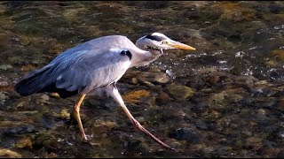 アオサギ２調布地区 2024 08 02 #アオサギ #野鳥 #birds #wildlife #nature #自然観察ぶらり散歩