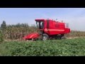 Multifunction grain small combine  harvester 4YL-5 corn harvesting test video NO.3