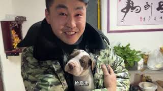 姚三马深夜拜访赵老板犬舍，难道想提前把老三抱回家？究竟咋回事