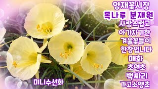 양재꽃시장에 다녀왔어요 넘나 예쁜 겨울꽃들 구경하세요~#초연초#분홍.보라.청.백싸리#쥴리안#동백#매화#미니수선화#가고소앵초~